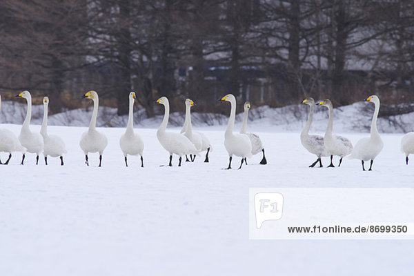 Swans  Hokkaido