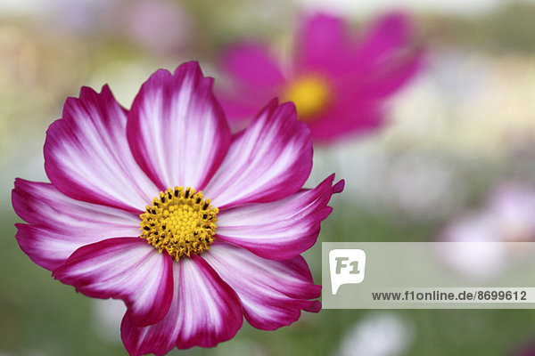 Cosmos