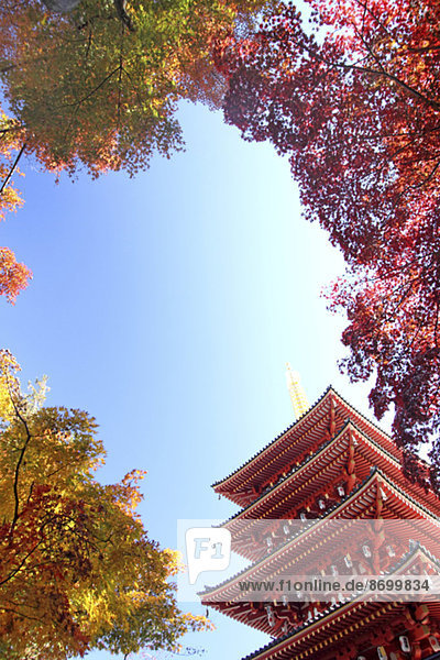 Five-storied pagoda and Autumn leaves
