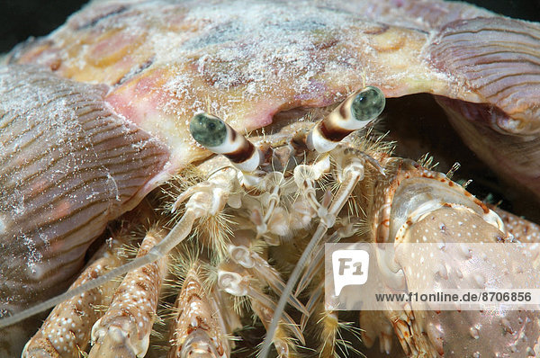 Anemone Hermit Crab (Dardanus tinctor)  Red Sea  Egypt