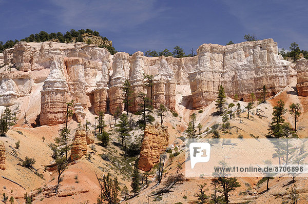 Kiefern und Felstürme aus erodiertem Sandstein  Bryce-Canyon-Nationalpark  Utah  USA