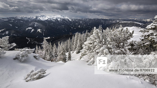 Hochschwabgruppe mit tief verschneitem Winterwald vom Wildkamm  Mürzsteger Alpen  Steiermark  Österreich