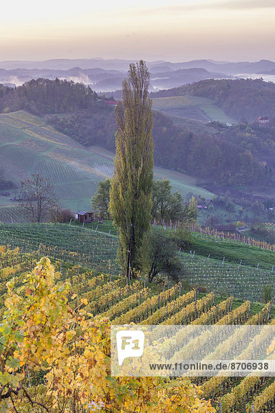 Herbstlicher Weinberg und Pappeln im Morgenlicht  Ratsch an der Weinstraße  Steiermark  Österreich