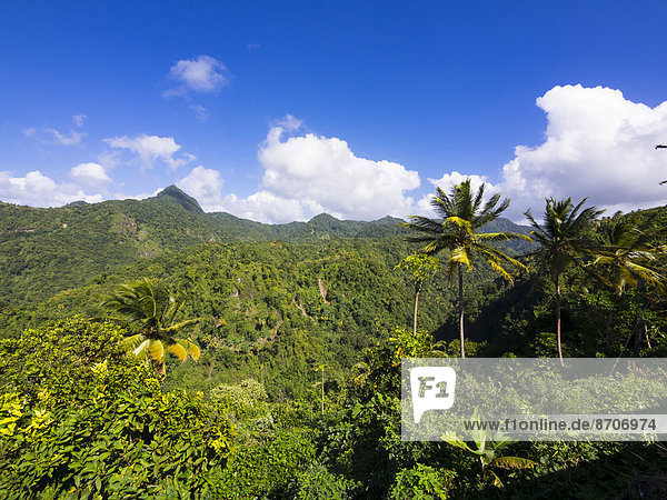 Urwald bei Anse La Verdure  St. Lucia  Inseln über dem Winde  Kleine Antillen