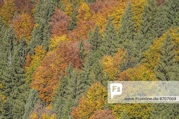 Herbstwald  Schliersee  Oberbayern  Bayern  Deutschland