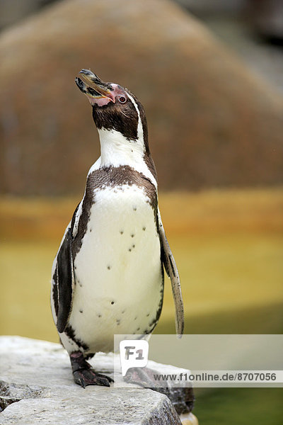 Humboldt-Pinguin (Spheniscus humboldti)  adult  rufend  Luisenpark  Mannheim  Baden-Württemberg  Deutschland