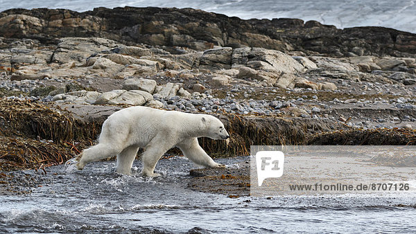 Eisbär (Ursus maritimus)  adult überquert einen Bach  Kvitøya Insel  Spitzbergen  Norwegen