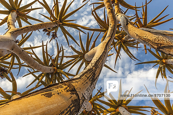 Köcherbaum (Aloe dichotoma)  mit röhrenförmigen Zweigen  die in den Himmel zeigen  Keetmanshoop  Namibia