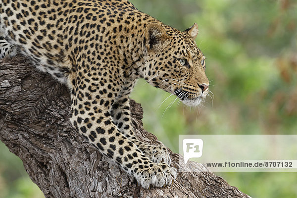 Leopard (Panthera pardus)  beim Abstieg von Baumstamm  Limpopo  Botswana