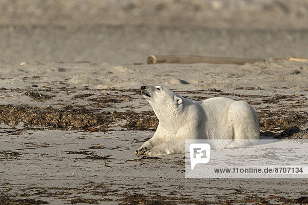 Eisbär (Ursus maritimus)  adult  liegt am Strand  Spitzbergen  Norwegen