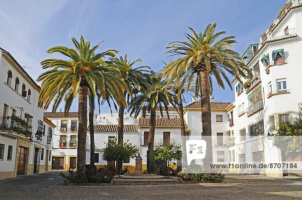 Palme Andalusien Spanien