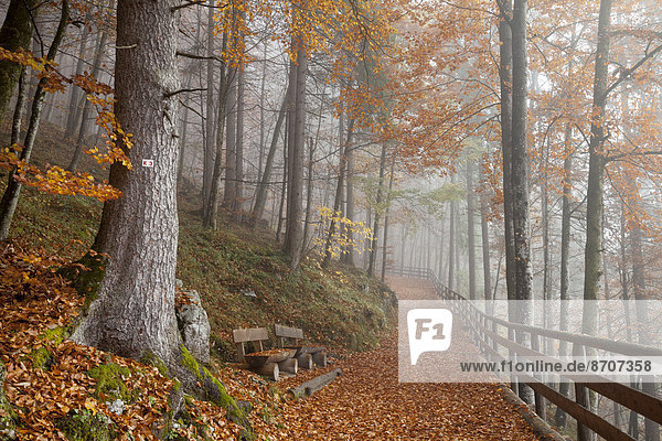 Nebel im Herbstwald  Schönau am Königssee  Nationalpark Berchtesgaden  Berchtesgadener Land  Oberbayern  Bayern  Deutschland