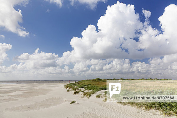 Beach dunes  St. Peter-Ording  Eiderstedt  Schleswig-Holstein  Germany