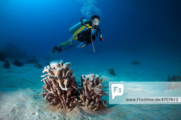 Scuba diver looking at a Sponge (Porifera)  Philippines