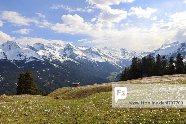 Krokuswiese im Gebirge  Zillertal  Tirol  Österreich