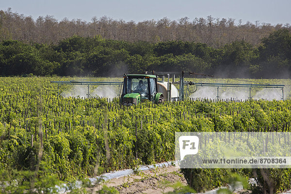Traktor versprüht Pestizide auf Tomatenpflanzen Immokalee Florida USA