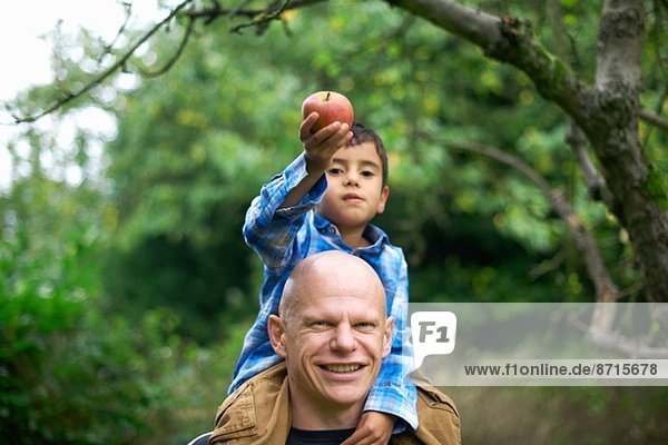 Männliches Kleinkind  das einen Apfel hält und auf den Schultern seines Vaters sitzt.