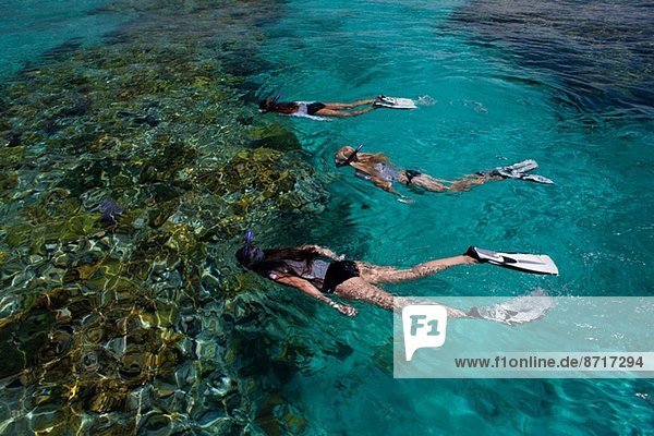 Snorkelers abo…e a coral reef.