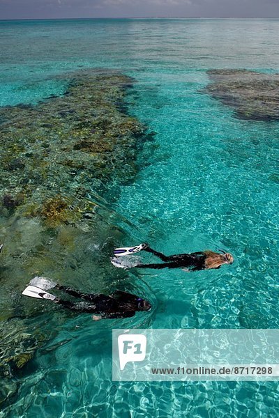Snorkelers abo…e a coral reef.
