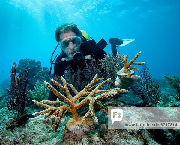 Transplanting corals.