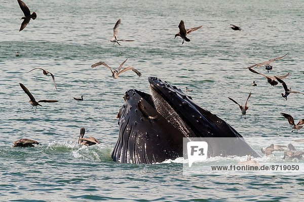 A Lunge Feeding Humpback Whale In The San Luis Obispo Harbor In Avila Beach California Usa