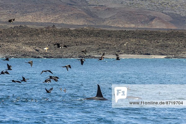 Schwertwal  Orcinus orca  zwischen  inmitten  mitten  4  5  klein  Insel  Wal  UNESCO-Welterbe  Fregattvogel  Fregatidae  Ecuador  füttern  Galapagosinseln  Südamerika