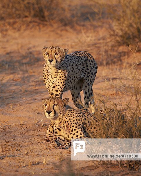 Südliches Afrika Südafrika Nostalgie Kalahari Afrika