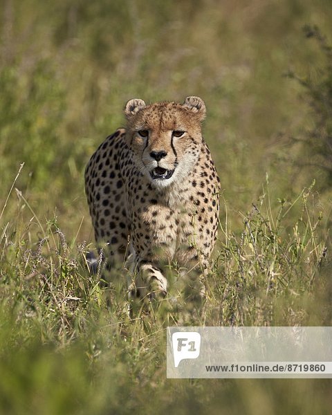 Südliches Afrika Südafrika Kruger Nationalpark Afrika