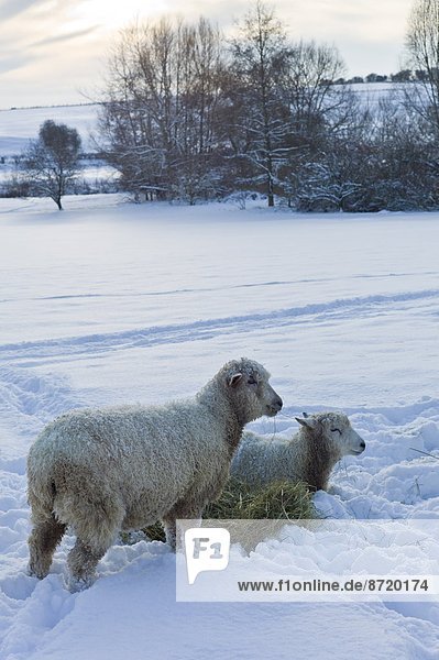 Großbritannien  Schaf  Ovis aries  Dorf  Heu  tief  Schnee