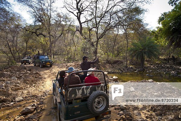 Tour groups of eco-tourists in Maruti Suzuki Gypsy King 4x4 vehicle at waterhole in Ranthambhore National Park  Rajasthan  India