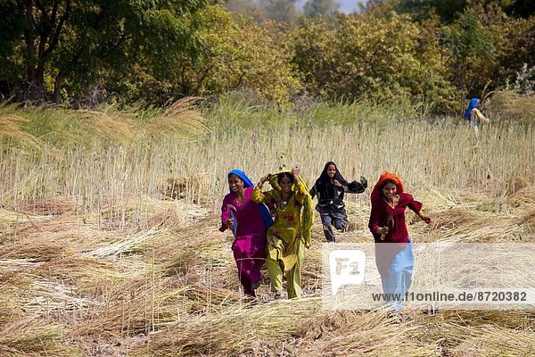 Indian women agricultural workers at farm at Sawai Madhopur near Ranthambore in Rajasthan  Northern India