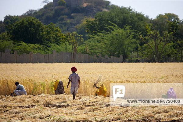 Barley crop being harvested by local agricultural workers watched by farmer in fields at Nimaj  Rajasthan  Northern India