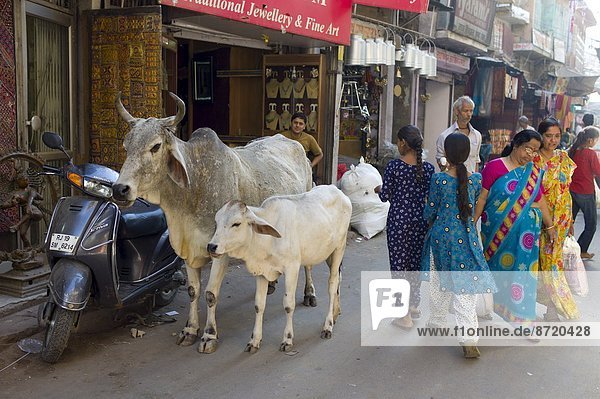 Hausrind  Hausrinder  Kuh  Jodhpur  Markt  Rajasthan  Straßenverkehr