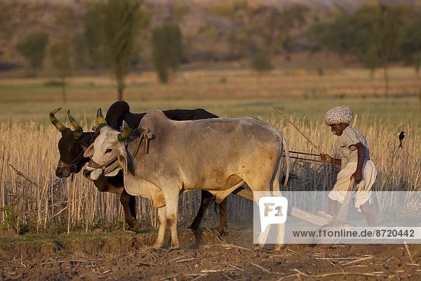 Farmer using pair of oxen to plough field for lentil crop in fields at Nimaj  Rajasthan  Northern India