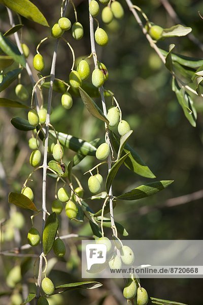 Baum  Ast  Olive  Chianti  Italien  Toskana