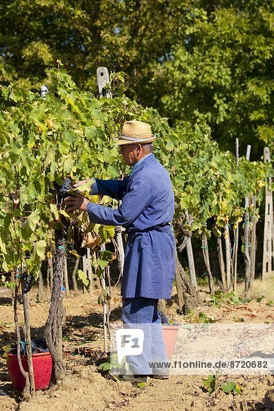 Man picking Sangiovese Chianti Classico grapes at Pontignano in Chianti region of Tuscany  Italy