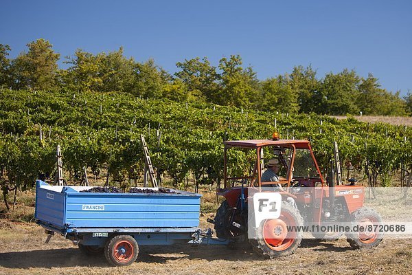 Mann  fahren  Traktor  ernten  Weintraube  Geographie  Chianti  Italien  Toskana