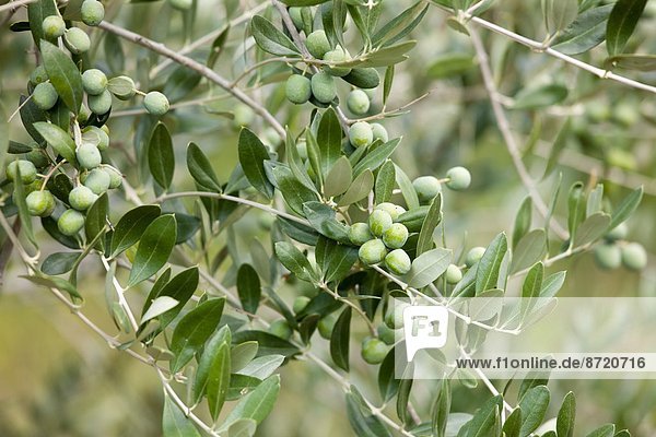 Baum  Ast  Olive  Italien  Toskana