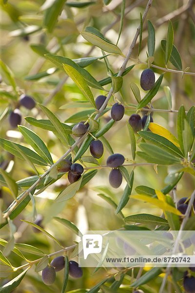 Tradition  Baum  schwarz  Olive  Hain  Italien  Toskana  Val d'Orcia