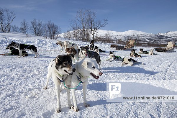 Hund  Schlitten  Landschaftlich schön  landschaftlich reizvoll  Kreis  Norwegen  Norden  Alaska  Husky  Arktis  Tromso