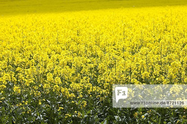 Raps Brassica napus Großbritannien Landschaft Cotswolds Oxfordshire