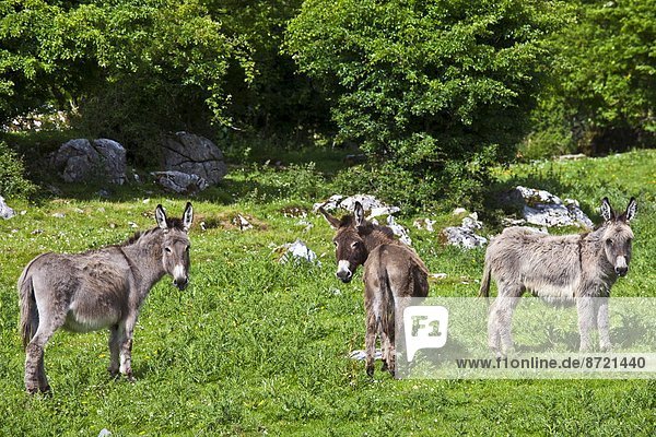 Traditional Irish brown and grey donkeys in The Burren  County Clare  West of Ireland