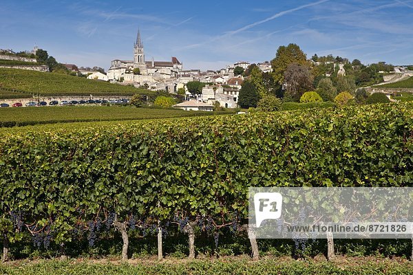 Frankreich  Wein  Weintraube  Fokus auf den Vordergrund  Fokus auf dem Vordergrund  Geographie  Bordeaux  Weinberg