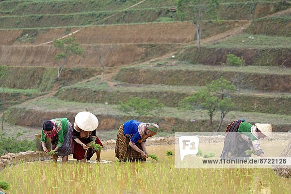 Flower Hmong women working in the rice field  Bac Ha area  Vietnam  Indochina  Southeast Asia  Asia