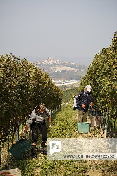 nahe  Europa  Mensch  Menschen  Palast  Schloß  Schlösser  ernten  Weintraube  Italien  Langhe  Piemont  Weinberg
