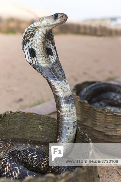 Brillenschlange oder Südasiatische Kobra (Naja naja)  Region Pettigalawatta  Südprovinz  Sri Lanka