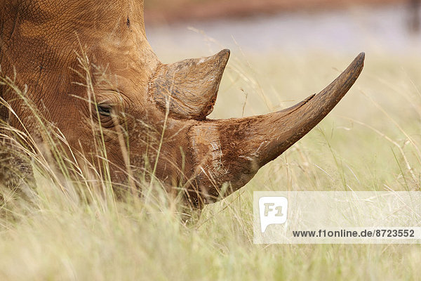 Breitmaulnashorn (Ceratotherium simum)  auf Grasland  Krüger-Nationalpark  Südafrika