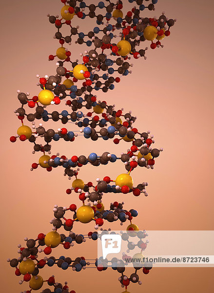 Modell einer DNA-Doppelhelix