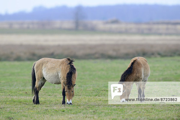 Przewalski-Pferde (Equus ferus przewalskii)  Emsland  Niedersachsen  Deutschland