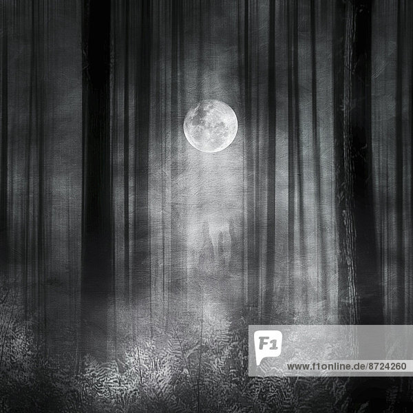 Bäume und Farne im Mondlicht in einem stimmungsvollen Wald